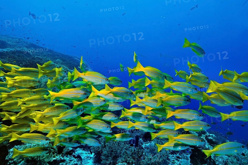 Yellowtail Snappers (Ocyurus chrysurus)