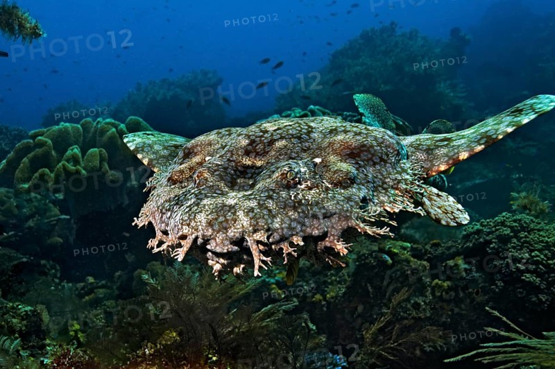 Tasselled Wobbegong (Eucrossorinus dasypogon)
