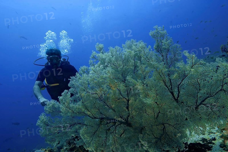 Scuba diver with Sea Fans or Gorgonians (Scleraxonia)