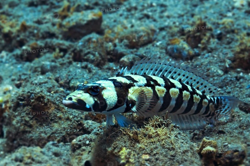 Reticulated Sandperch (Parapercis tetracantha)