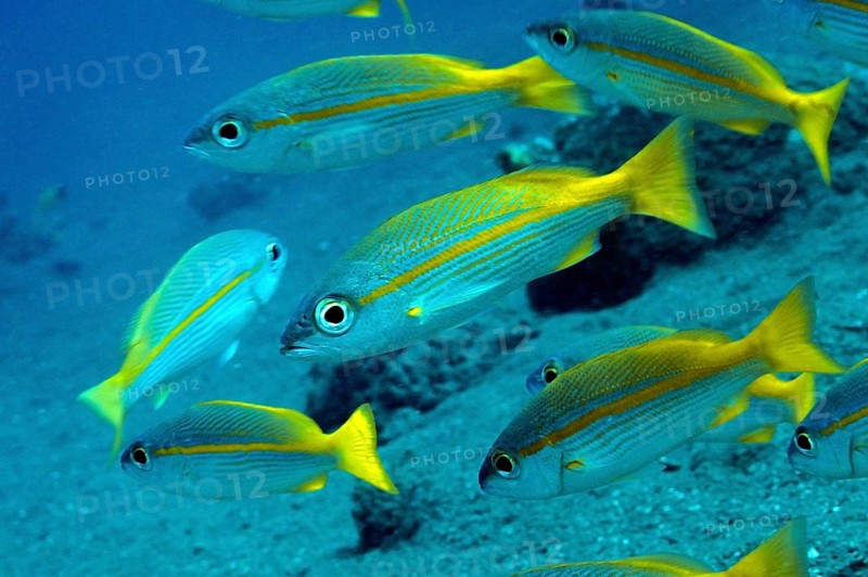 Yellowtail Snappers (Ocyurus chrysurus)