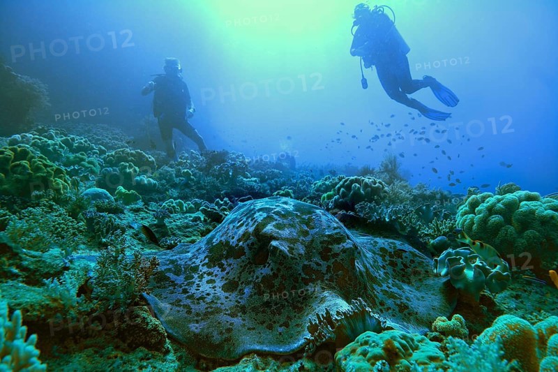Round ribbontail ray (Taeniura meyeni) and diver