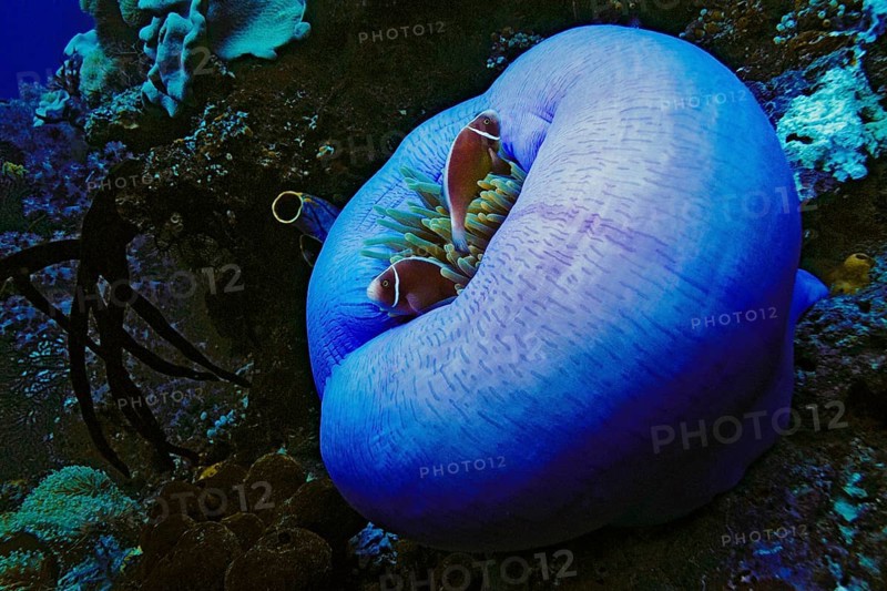 Pink skunk clownfish (Amphiprion perideraion) in Magnificent Sea Anemone (Heteractis magnifica)