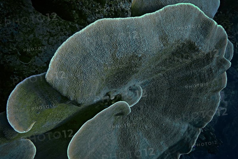 Velvet Coral (Montipora sp.)