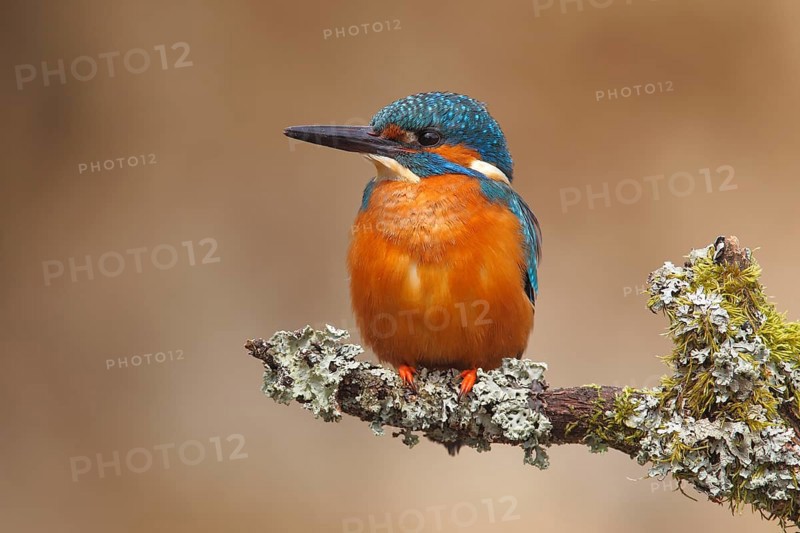 Kingfisher (Alcedo atthis)