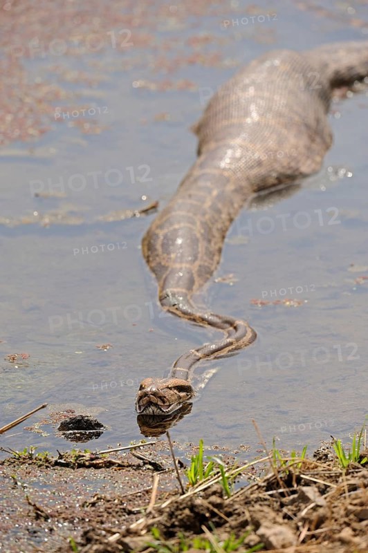 Indian Rock Python (Python molurus) with a full belly in a stream