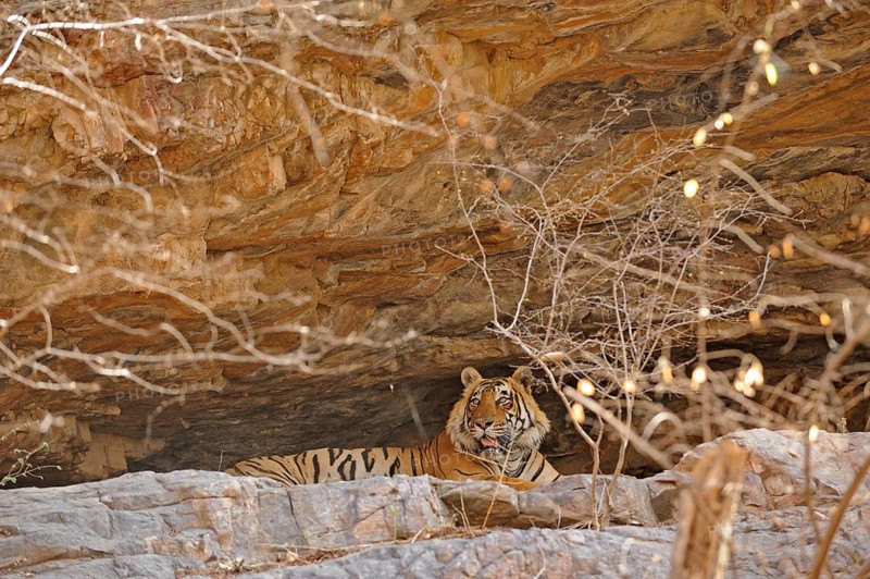 Tiger (Panthera tigris) resting in a cave