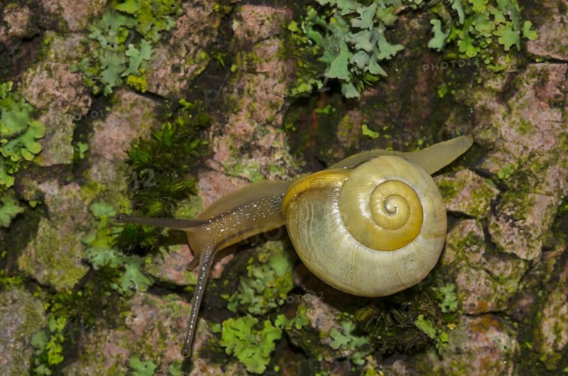 Garden Snail (Cepea hortensis)