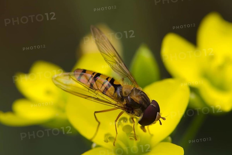 Marmalade Hoverfly (Episyrphus balteatus)