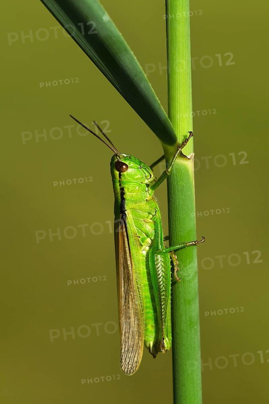 Green Leek Grasshopper (Mecostethus parapleurus)