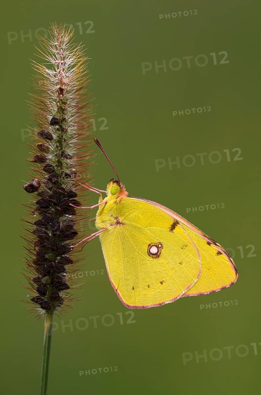 Pale Clouded Yellow (Colias hyale)