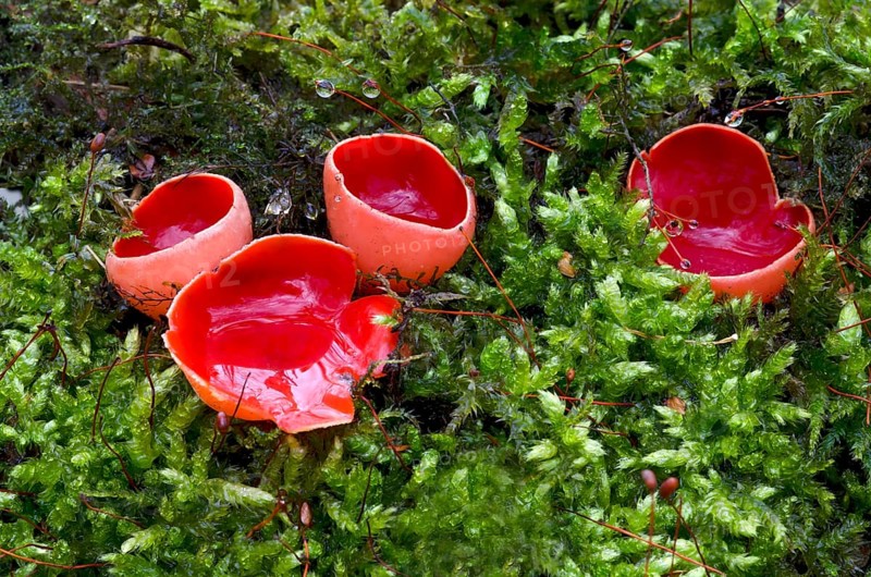 Scarlet cup