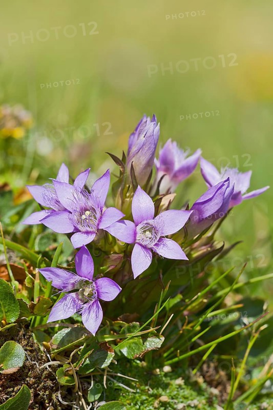 Chiltern Gentian (Gentiana germanica)
