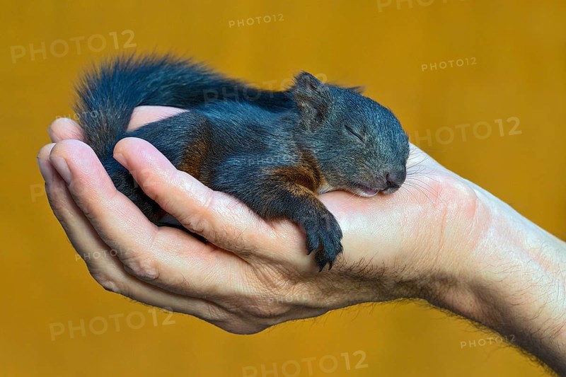 Red Squirrel (Sciurus vulgaris)