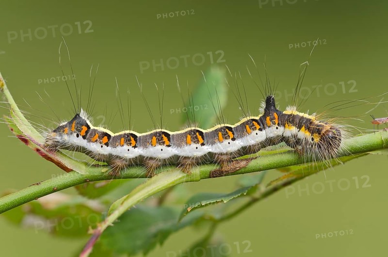 Caterpillar of a Grey Dagger Moth (Acronicta psi)