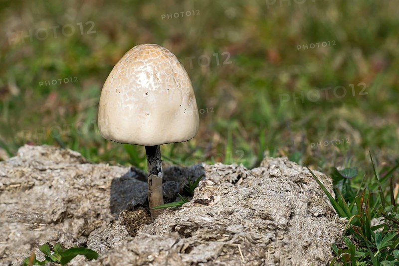 Shiny Mottlegill or Egghead Mottlegill (Panaeolus semiovatus)