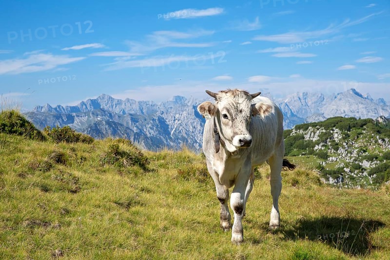 Tyrolean grey cattle with horns and bell