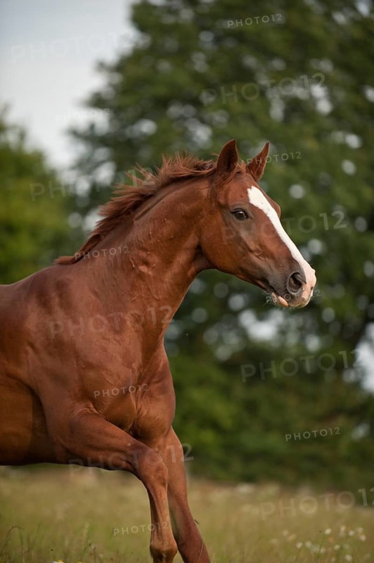 Hanoverian horse galloping across a meadow