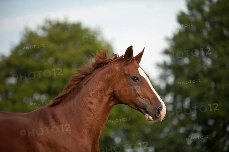 Hanoverian horse