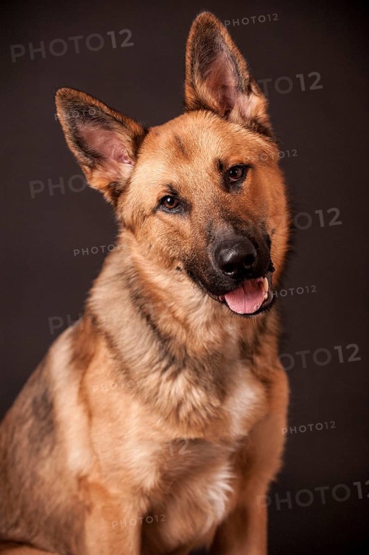Shepherd mix dog
