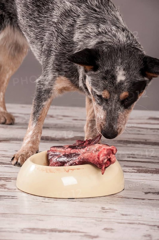Australian Cattle Dog