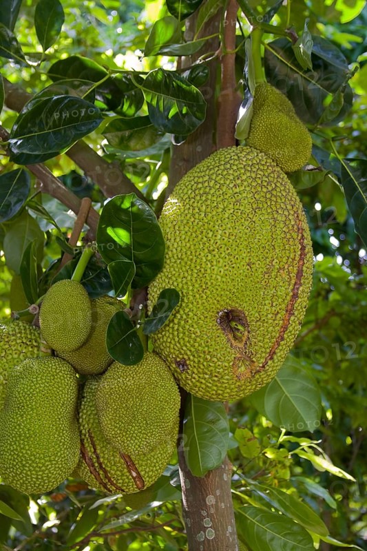 Fruit on a Jackfruit tree (Artocarpus heterophyllus)