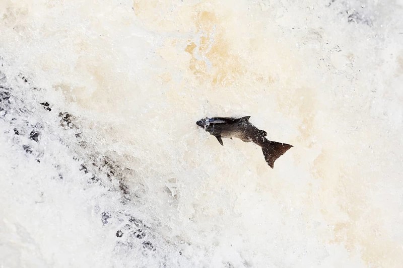 Atlantic salmon (Salmo salar) leaping The Falls of Shin