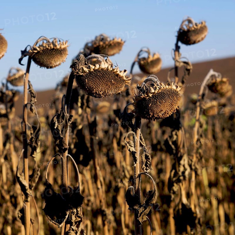 Wilted Sunflowers (Helianthus annuus)