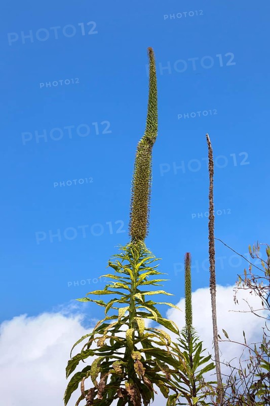 Plants growing on the slopes of Mount Nyiragongo volcano