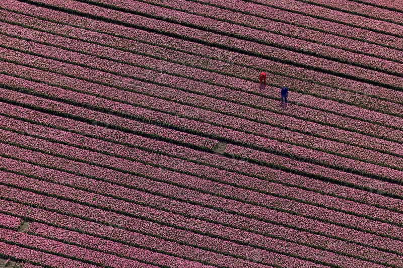 Tulip field