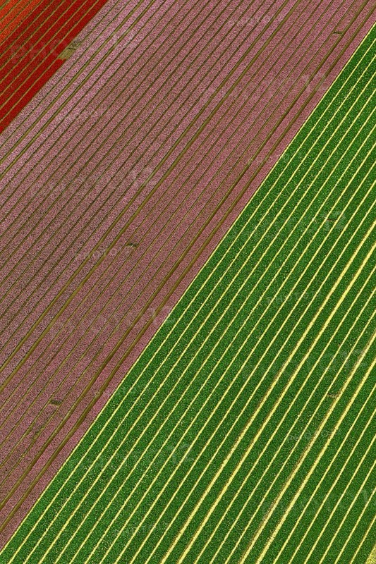 Tulip fields