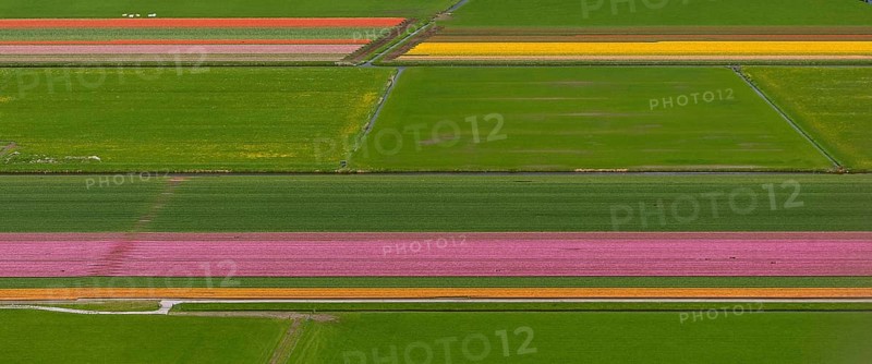 Tulip fields