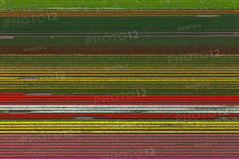 Tulip fields