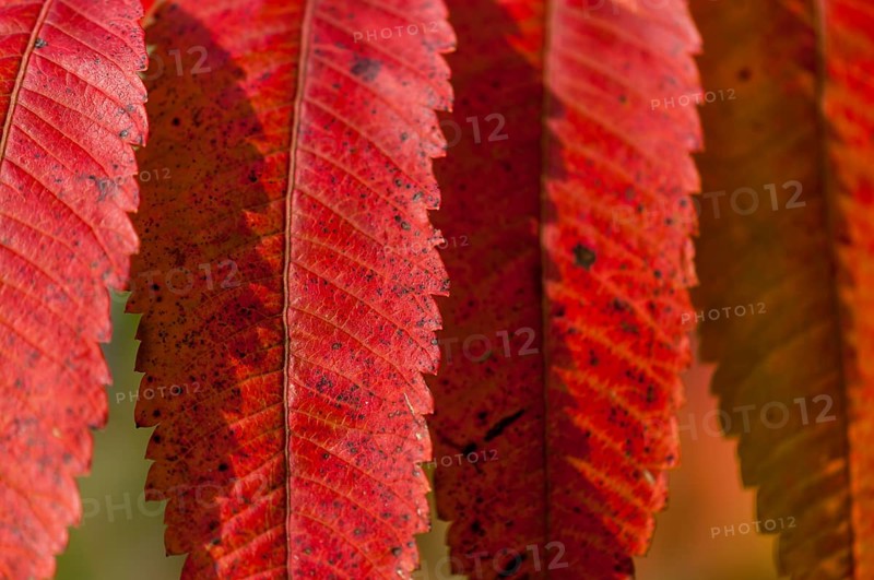 Staghorn Sumac (Rhus typhina)