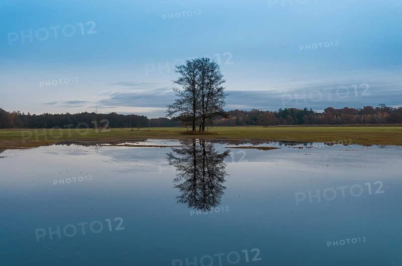 Several black alder trees (Alnus glutinosa) with reflections in flooded floodplains in late autumn