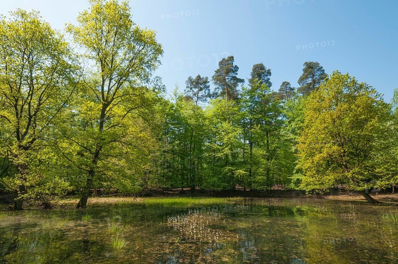 Alluvial forest in spring