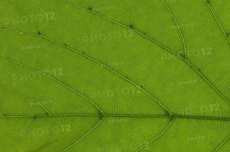 Leaf structure of a Large-leaved Lime (Tilia platyphyllos) in transmitted light