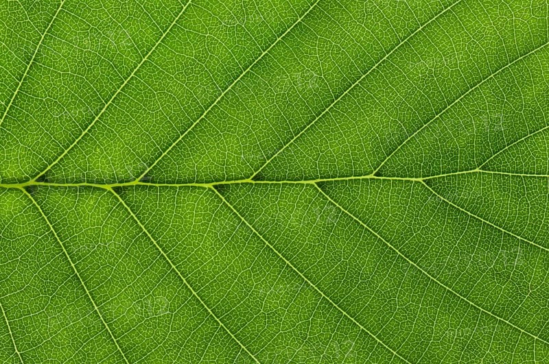 Leaf structure of a Black Alder (Alnus glutinosa) in transmitted light