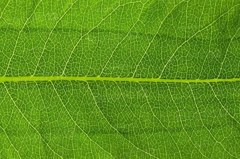 Leaf structure of a Bistort (Bistorta officinalis) in transmitted light