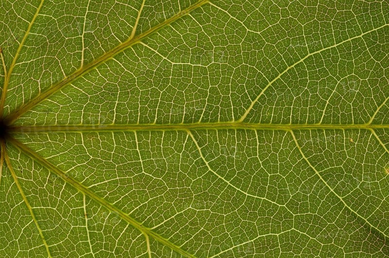 Sheet structure of the tricuspid creeper (Parthenocissus tricuspidata) in transmitted light