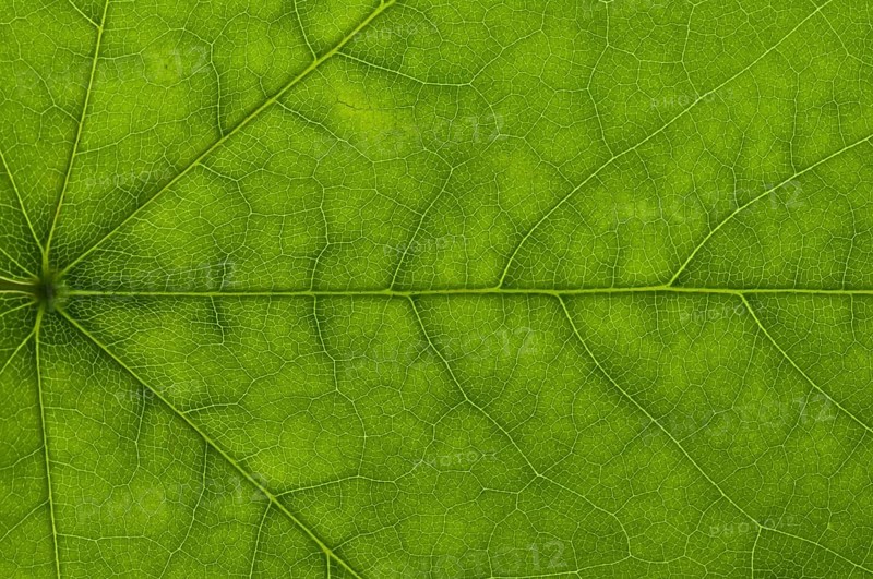 Leaf structure of a Maple (Acer) in transmitted light