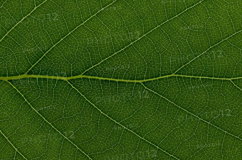 Leaf structure of a Downy Birch (Betula pubescens)