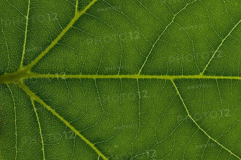 Leaf structure of a London Planetree