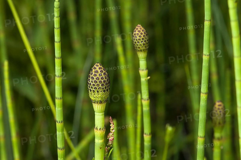 Swamp Horsetail (Equisetum fluviatile)