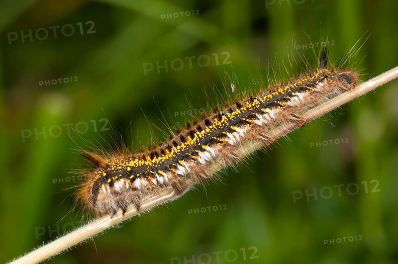 Caterpillar of The Drinker moth (Euthrix potatoria)