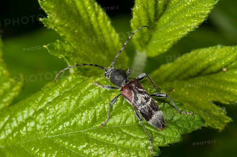 Rufous-shouldered Longhorn Beetle (Anaglyptus mysticus)