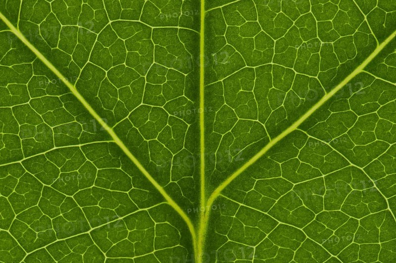 Leaf structure of the Tulip Tree (Liriodendron tulipifera)