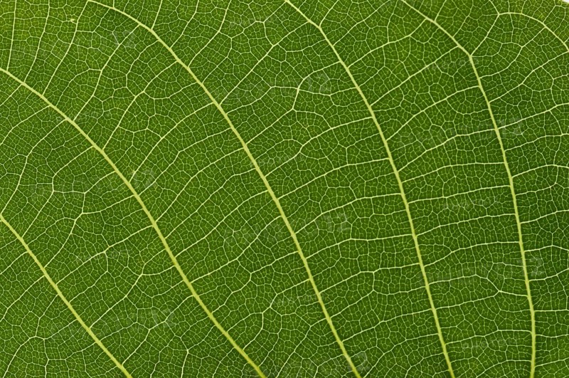 Leaf structure of the Persian Walnut or