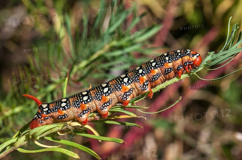 Spurge Hawk-moth (Hyles euphorbiae)