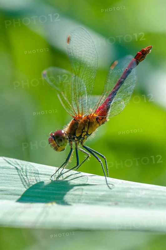 Vagrant Darter (Sympetrum vulgatum) in the obelisk position to protect itself from overheating by the sun